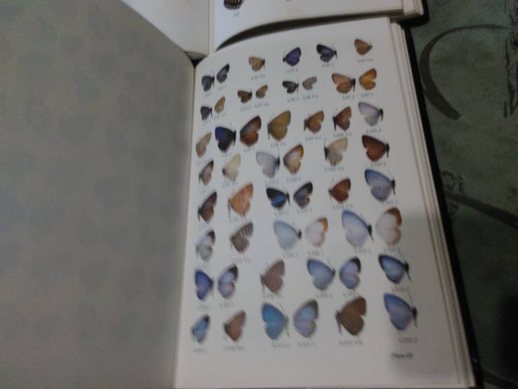 Butterflies of West Malaysia &amp; Singapore 1-2 том Бабочки Западной Малайзии и Сингапуре, фото №9