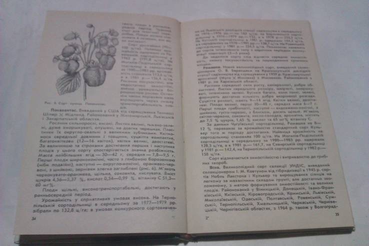 Ягідні культури, фото №6