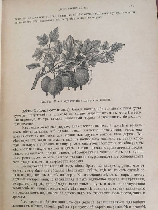 1890 Руководство к плодоводству, Н. Гоше, 2 часть., фото №5