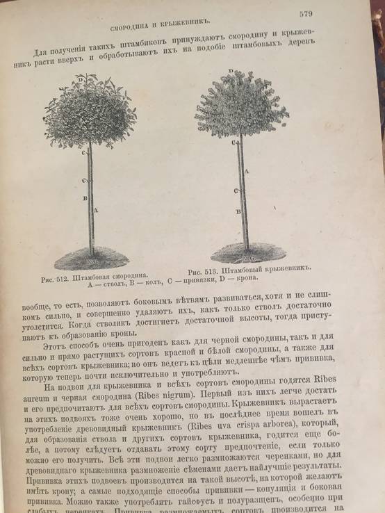 1890 Руководство к плодоводству, Н. Гоше, 2 часть., фото №7