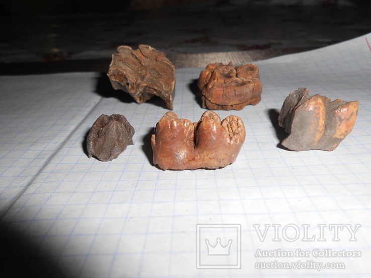 Древние зубы жывотных, фото №2