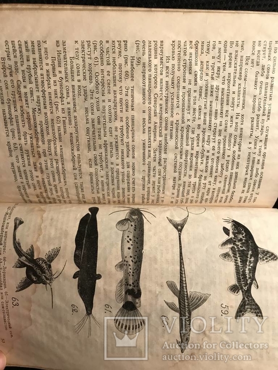 Аквариум и рыбы 1929 г  Сидоров Рыба, фото №5