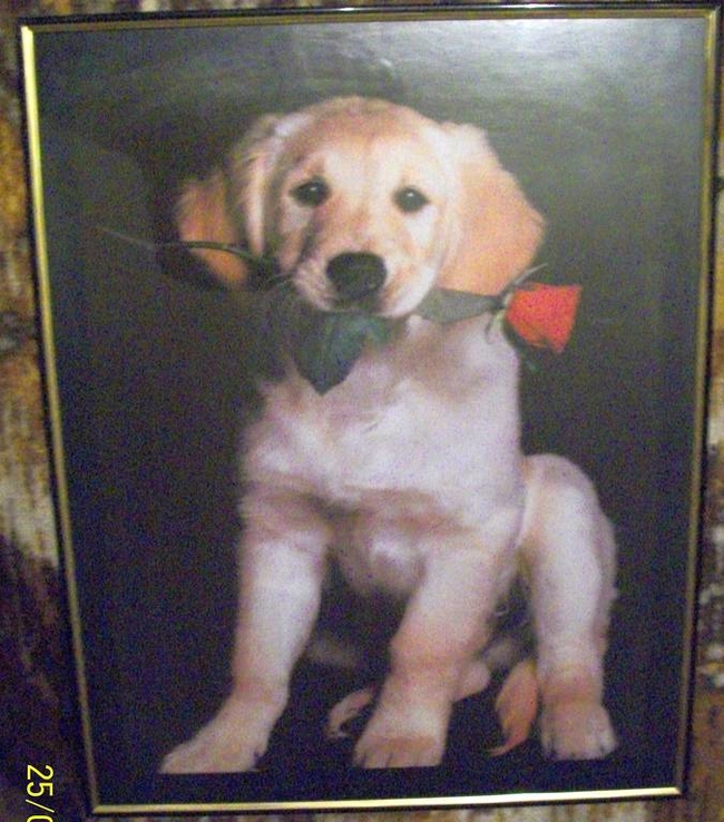 Фотография в рамке " Собака с розой"., numer zdjęcia 4