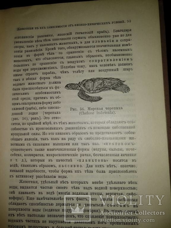 1909 год Биология, фото №25