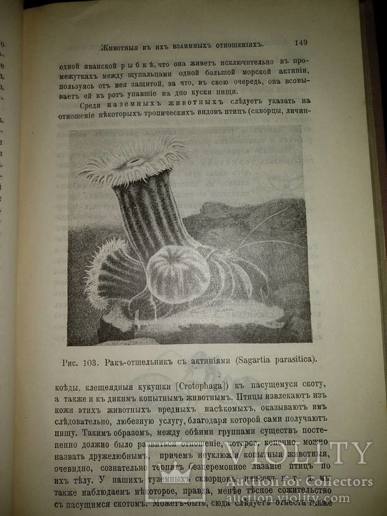1909 год Биология, фото №26