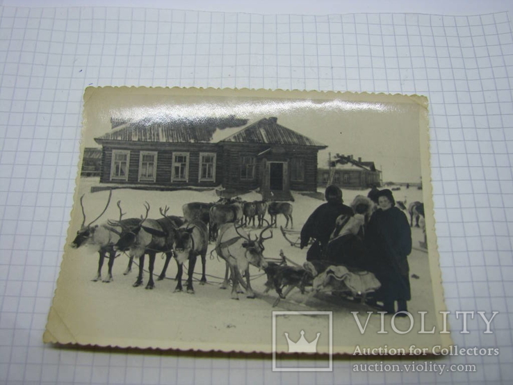 Фото 1957 Оленья упряжка. Чукчи. Север. Арктика, фото №2