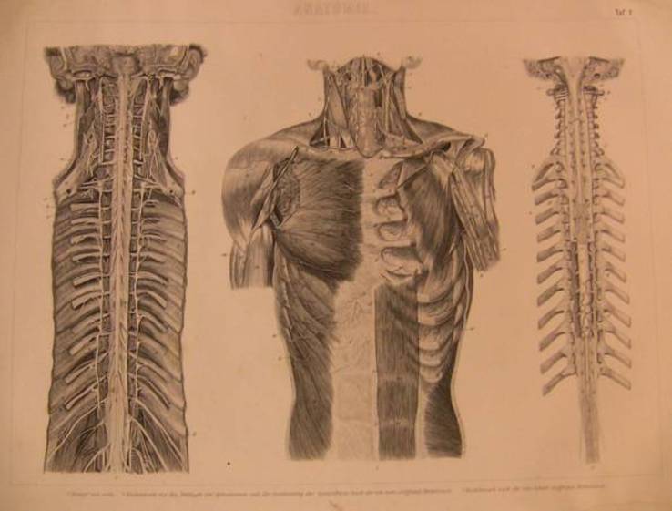 Гравюра Анатомия-4