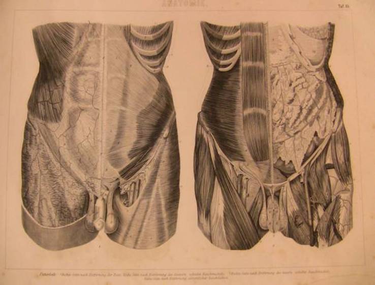 Гравюра Анатомия-7