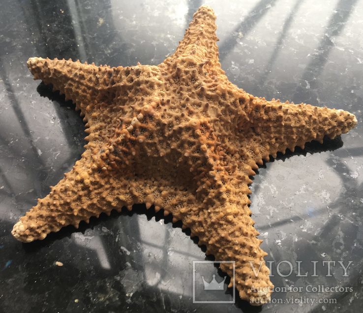 Морская звезда 18,5 см