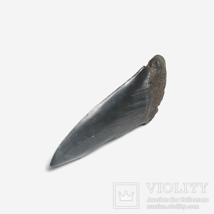 Зуб предка великої білої акули неогенового періоду, фото №2