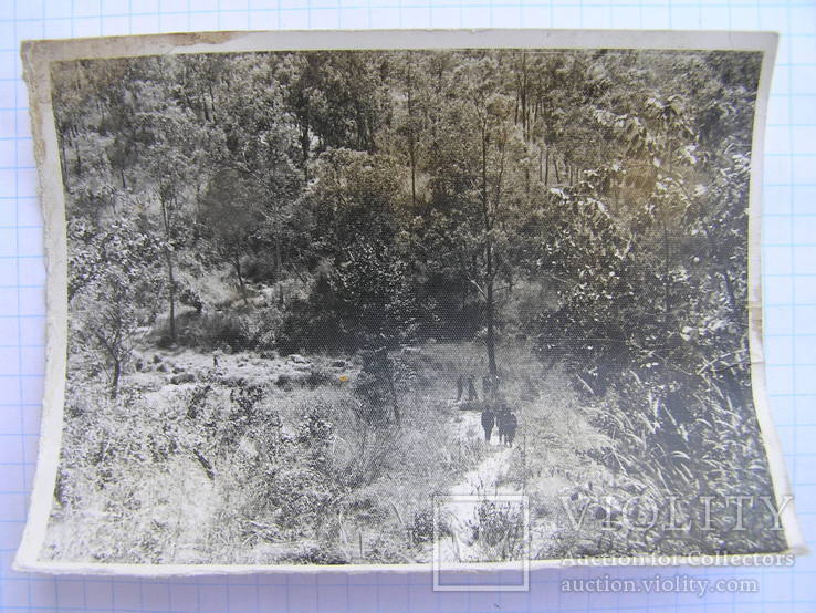 Фото "Чорні солдати в лісі", фото №2