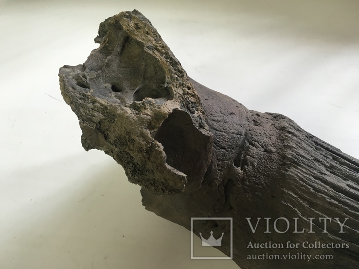 Рог доисторического бизона, фото №7