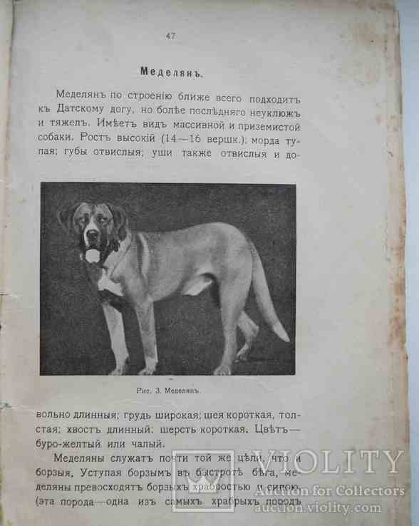 Породы собак, воспитание и дресировка комнатных и натаска подружейных. 1913, фото №10