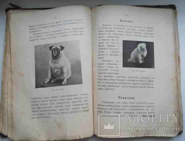 Породы собак, воспитание и дресировка комнатных и натаска подружейных. 1913, фото №13