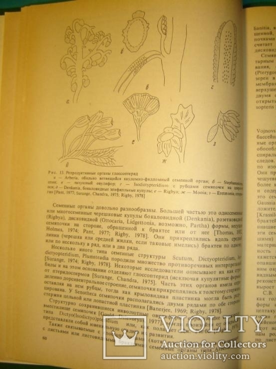 Происхождение и ранняя эволюция цветковых растений., фото №6