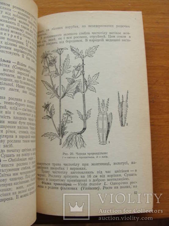 Вивчення лікарських рослин в курсі ботаніки., фото №8