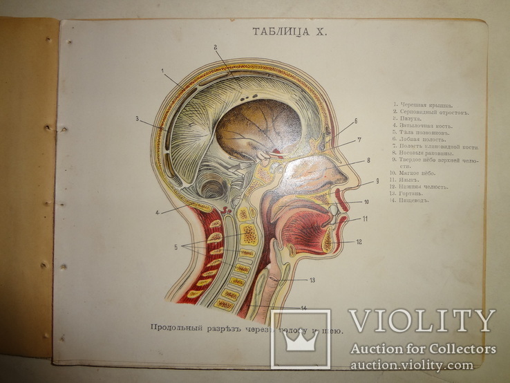 1912 Анатомия для всех, фото №13