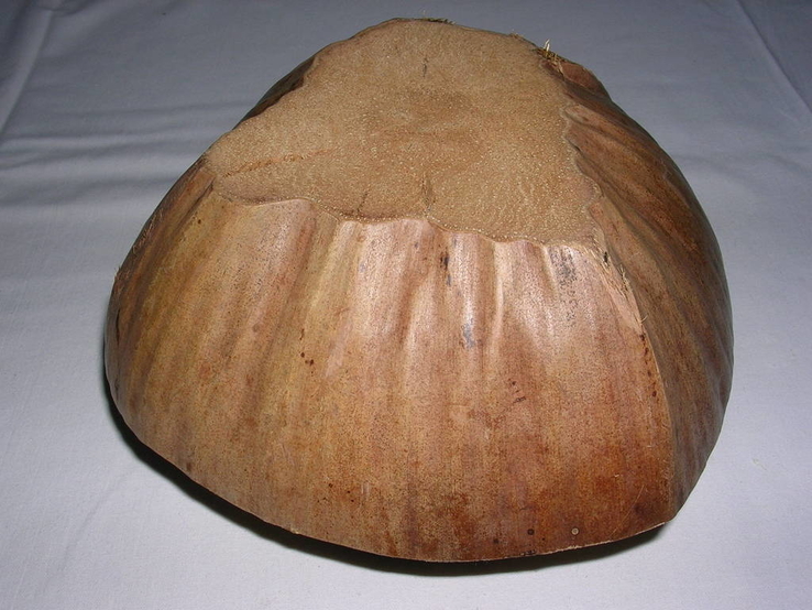 Kokosowa konfetnica Indonezja, numer zdjęcia 4