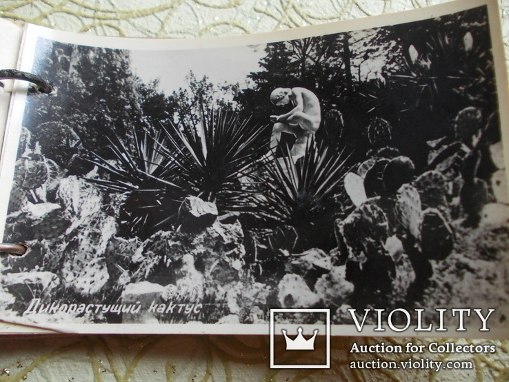 Альбом-сувенир видов Крыма Никитский ботанический сад, фото №7