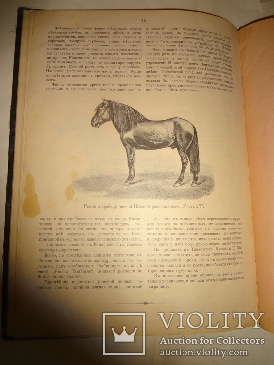 1900 Альбом Лошадей князя Урусова 31 на 23 см., фото №3