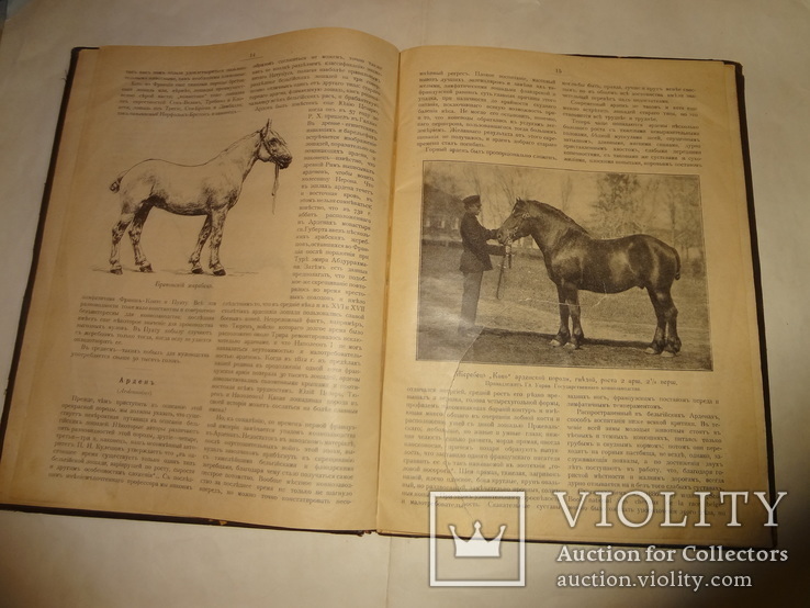 1900 Альбом Лошадей князя Урусова 31 на 23 см., фото №11