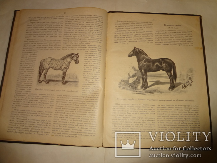 1900 Альбом Лошадей князя Урусова 31 на 23 см., фото №12