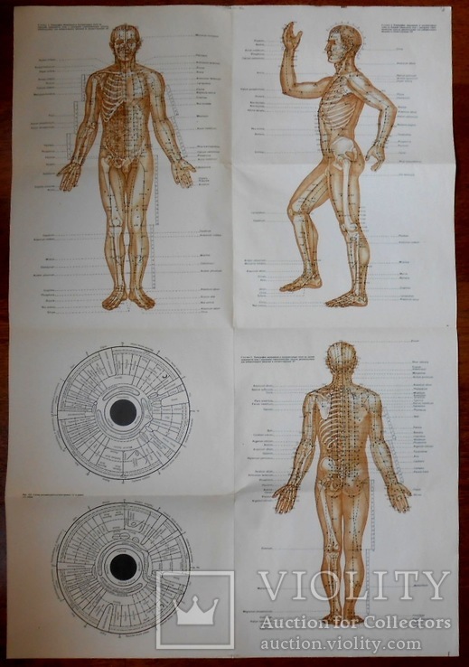 Топография меридианов и точек на теле человека 60*90см, фото №2