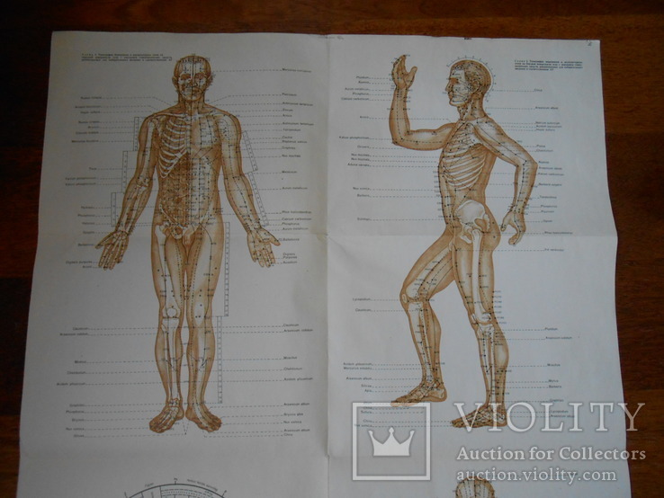 Топография меридианов и точек на теле человека 60*90см, фото №3