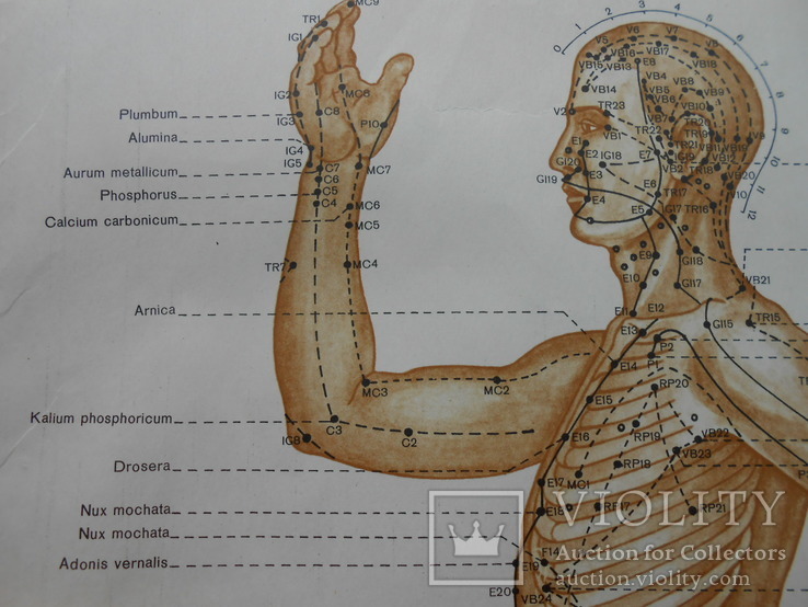 Топография меридианов и точек на теле человека 60*90см, фото №7
