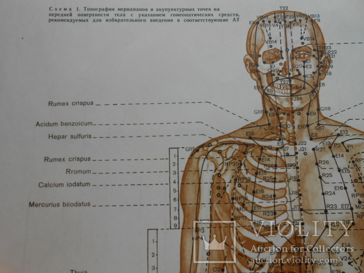 Топография меридианов и точек на теле человека 60*90см, фото №8