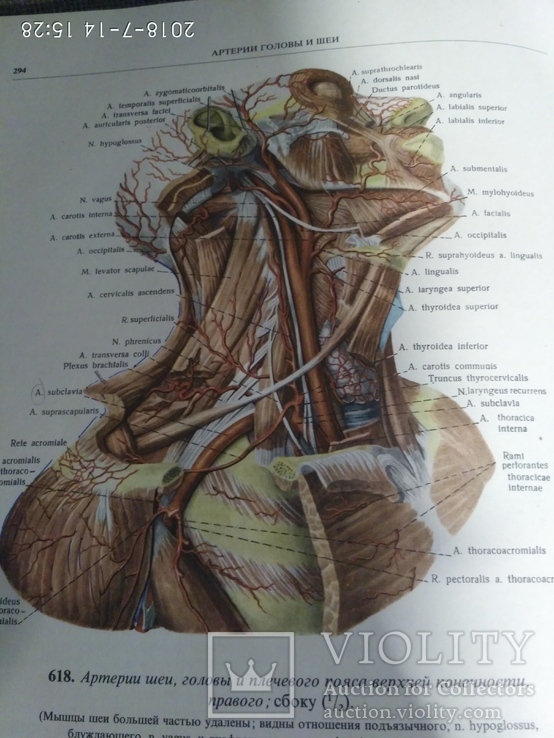 Атлас анатомии человека 2 тома 1979г.в., фото №9