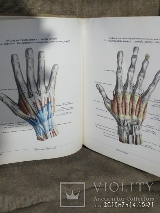 Атлас анатомии человека 2 тома 1979г.в., фото №10