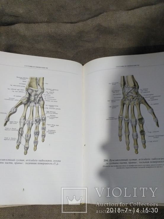 Атлас анатомии человека 2 тома 1979г.в., фото №12