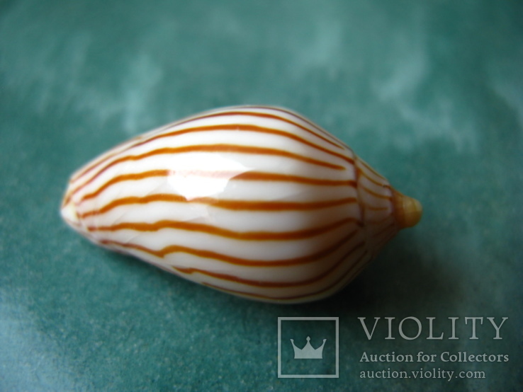 Морская ракушка раковина Волюта зебра 33 мм, фото №6