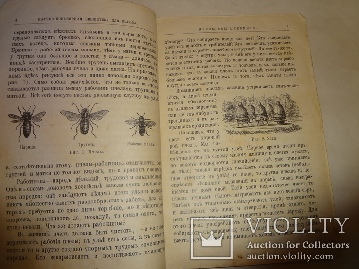 1903 Пчелы Осы и Термиты, фото №6