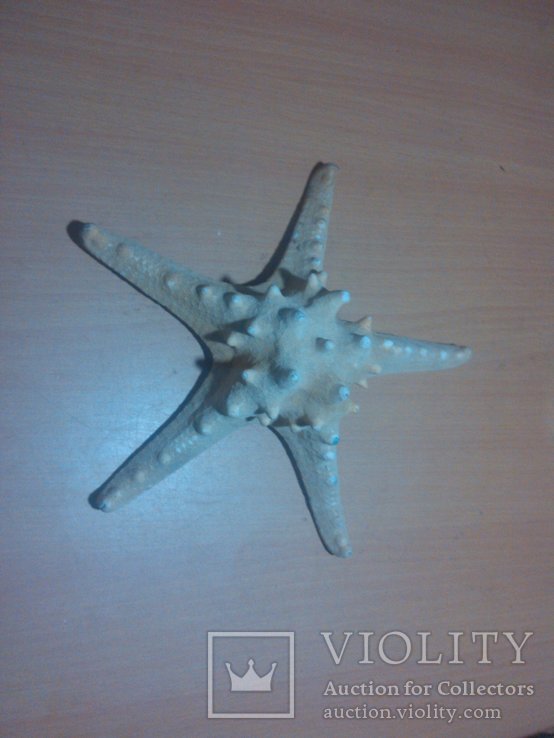 Морская звезда 200 мм, фото №2
