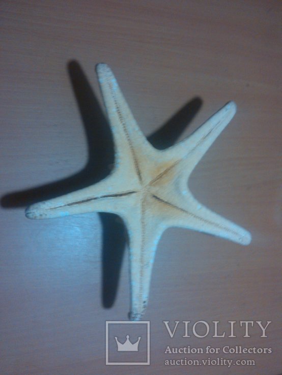 Морская звезда 200 мм, фото №6