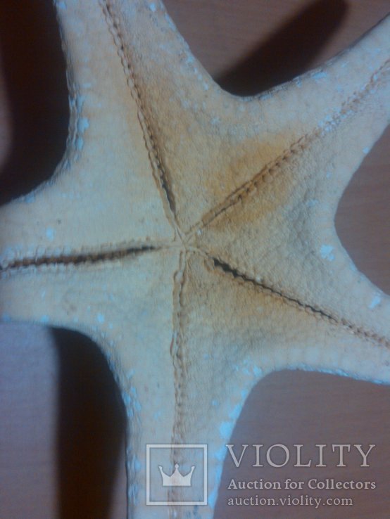 Морская звезда 200 мм, фото №8