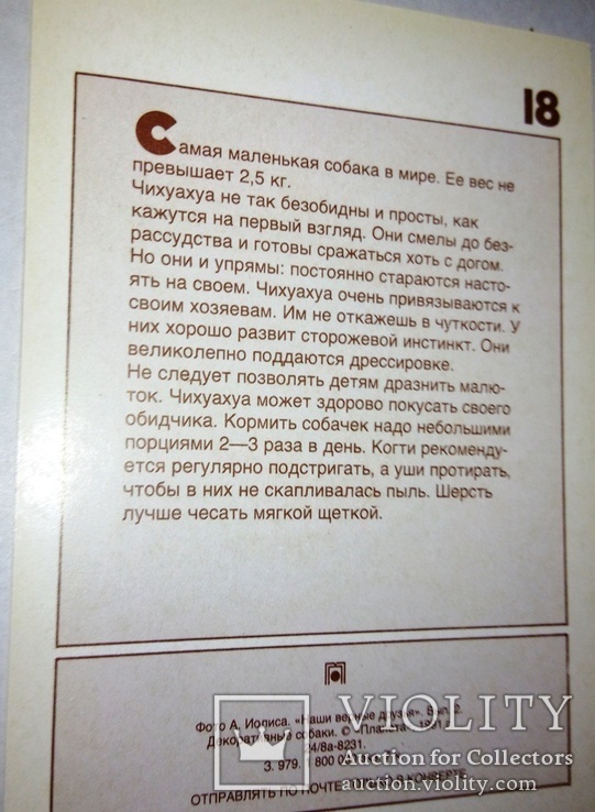 "Чихуахуа".Декоративная собака.+х, фото №3