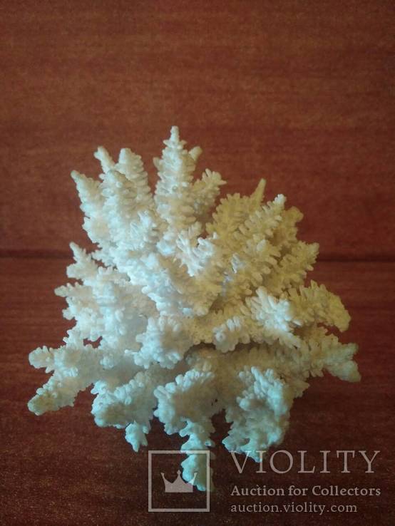 Коралл, фото №3