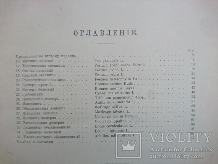 Кормовые травы.Изображения и описания с данными об их возделывании., фото №4