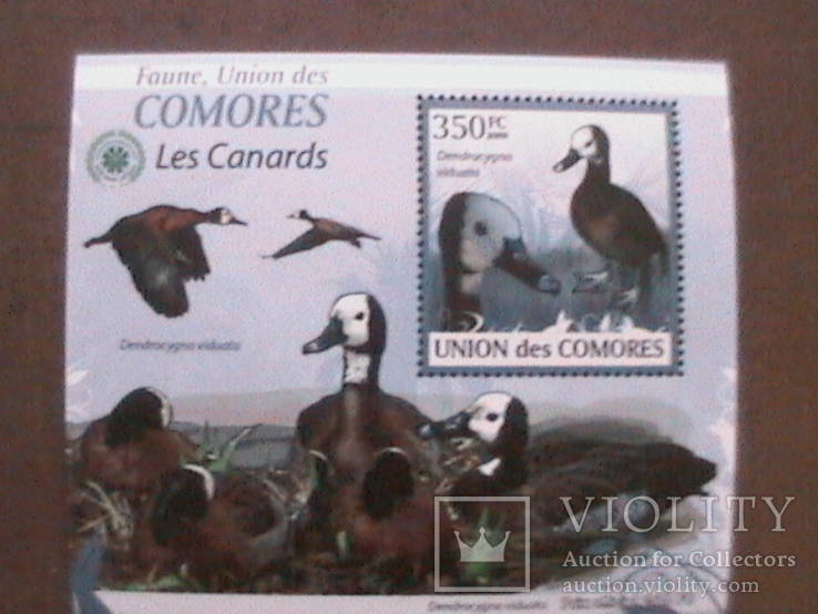 Коморы 2009 птицы