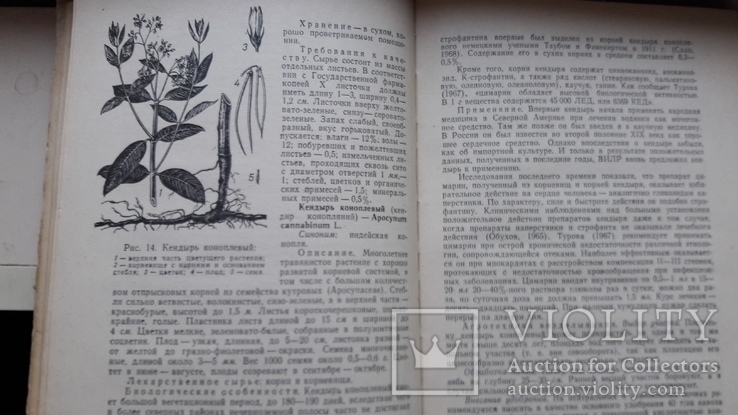 Кортуков. Культивируемые и дикорастущие лекарственные растения.справочник, фото №7