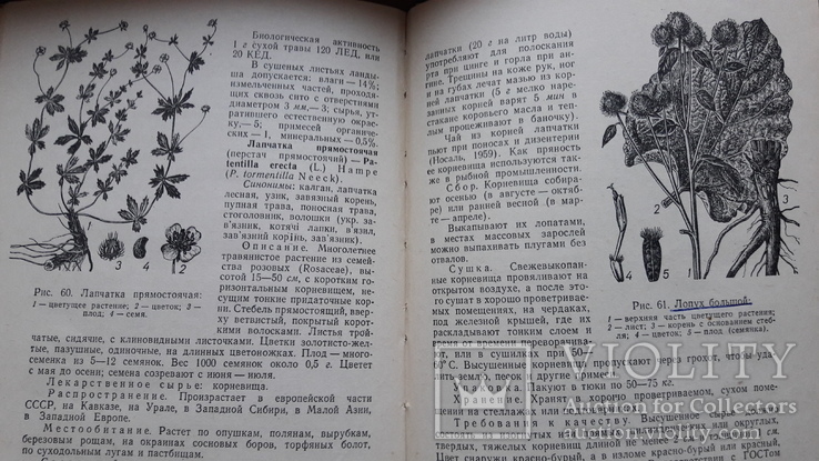 Кортуков. Культивируемые и дикорастущие лекарственные растения.справочник, фото №8