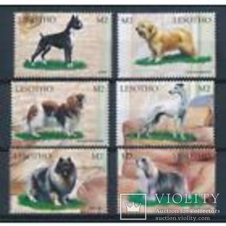 Лесото 1999 Собаки