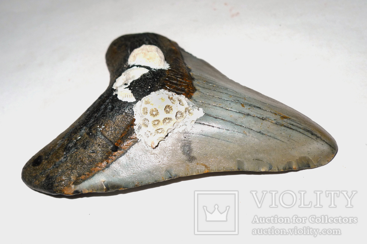Зуб мегалодона - найбільшої в світі акули, фото №10