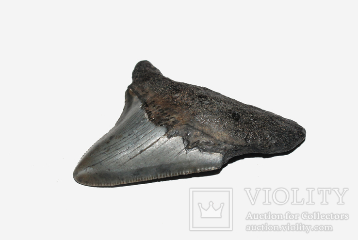 Зуб мегалодона - найбільшої в світі акули