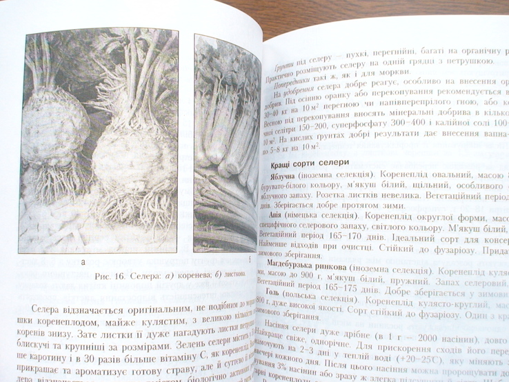 Овочі на присадибній ділянці 1999р., фото №3