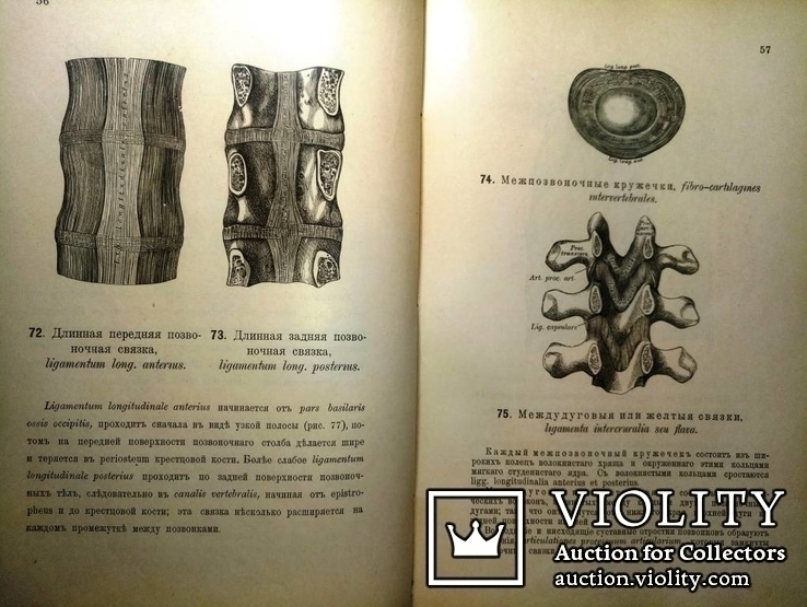 1900  Описательная и топографическая анатомия человека. Атлас д-ра Гейцмана. 2 тома., фото №8