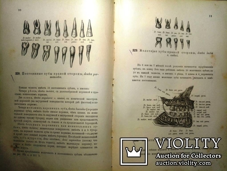 1900  Описательная и топографическая анатомия человека. Атлас д-ра Гейцмана. 2 тома., фото №9